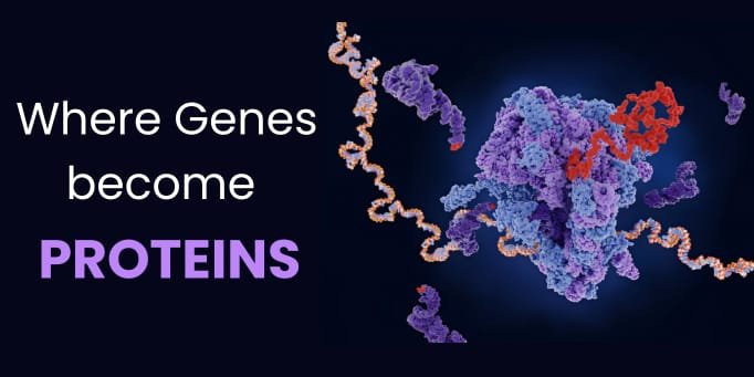 An image of Genesis in Protein